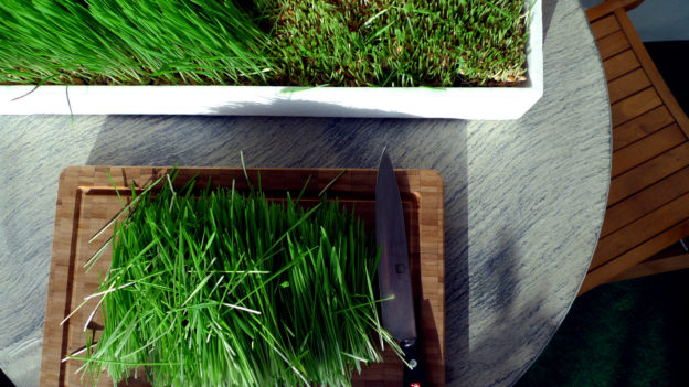 Wheatgrass