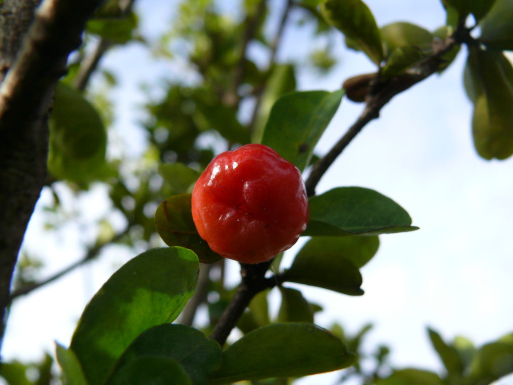 acerola cherry