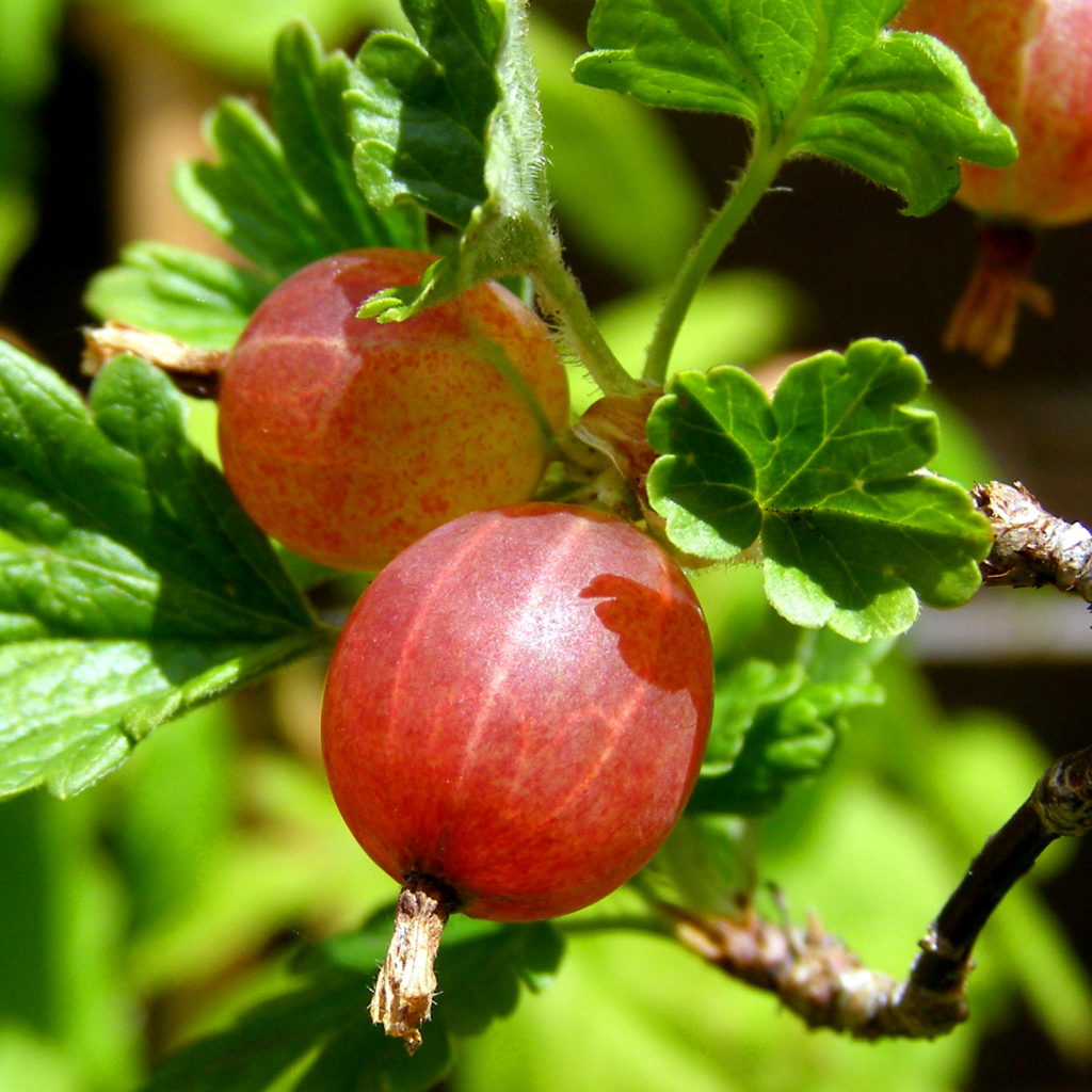 amla berry