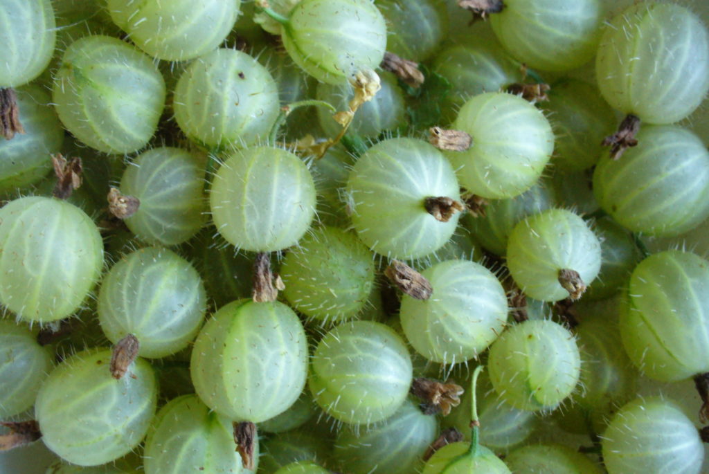 amla berry