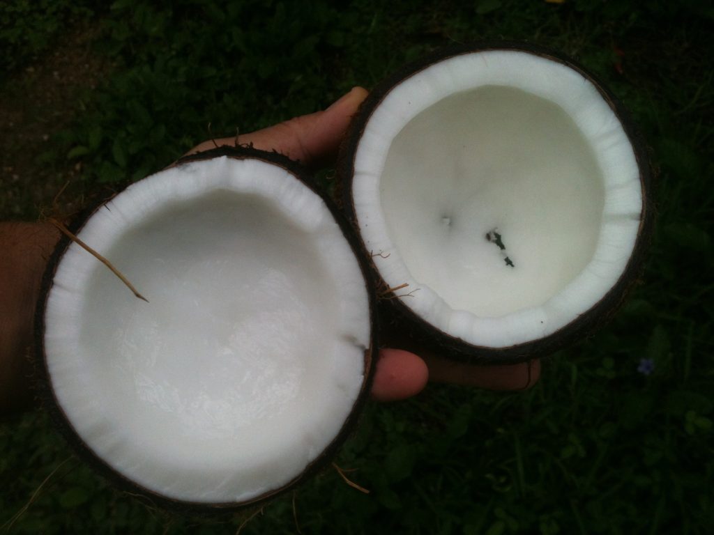 coconut oil