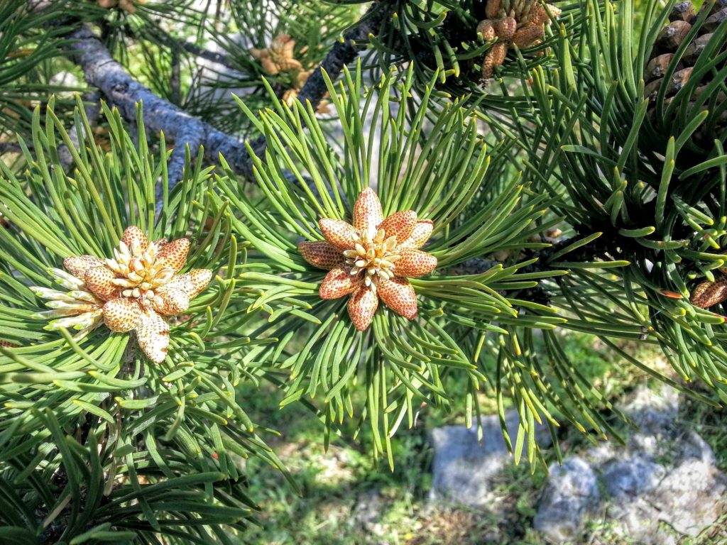 pine pollen