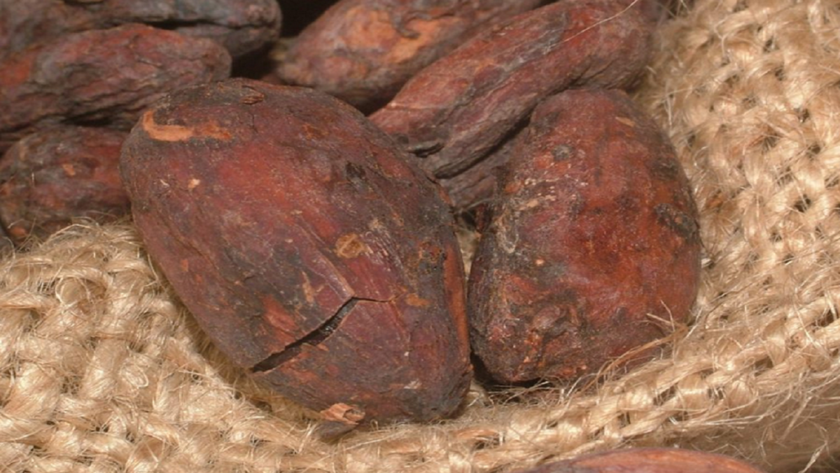 cacao