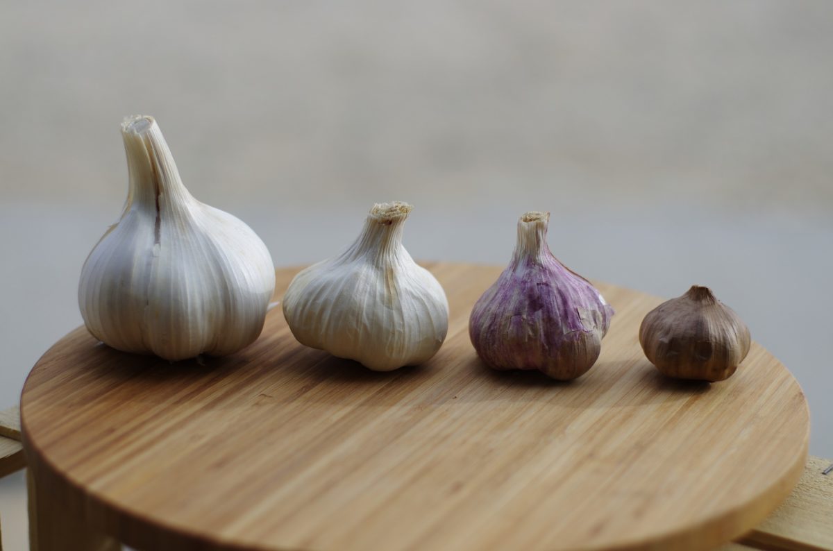 aged garlic extract